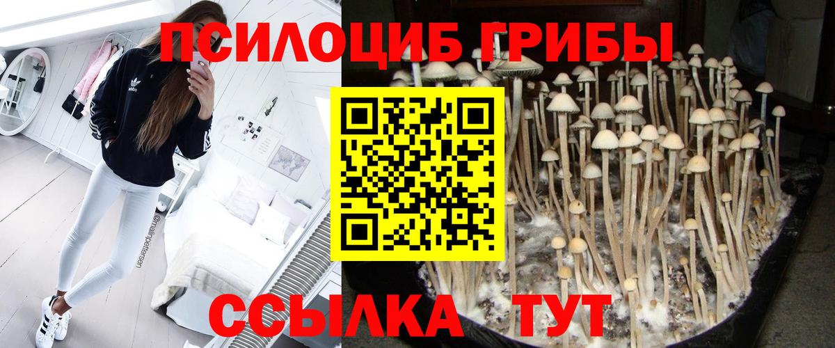 Псилоцибиновые грибы Psilocybine cubensis Усинск
